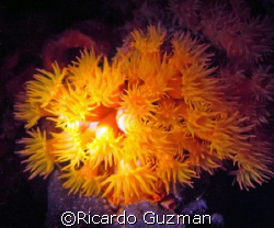 Cup Coral at night in undertow; lamps as strobe.  Crashbo... by Ricardo Guzman 